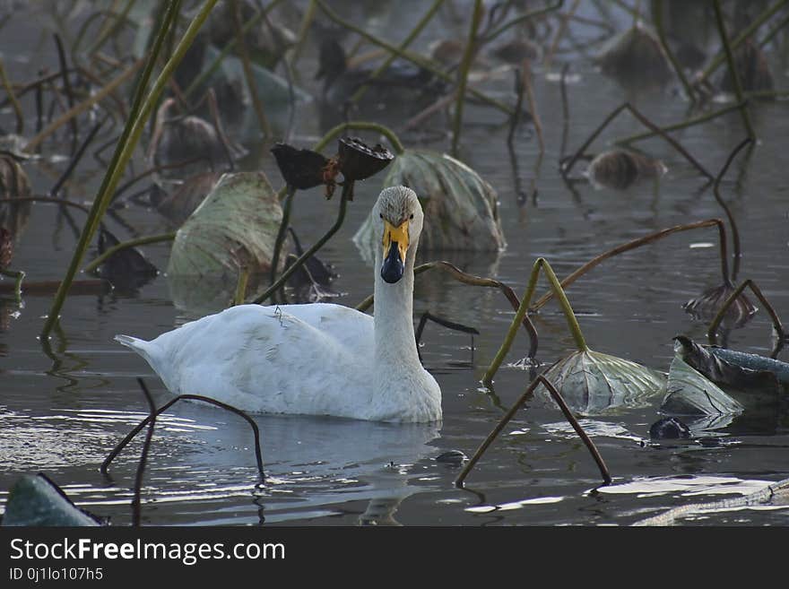 Bird, Water Bird, Water, Ducks Geese And Swans