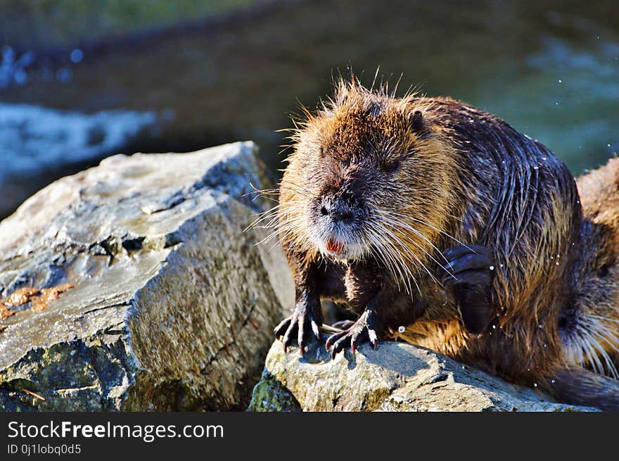 Beaver, Fauna, Mammal, Muskrat