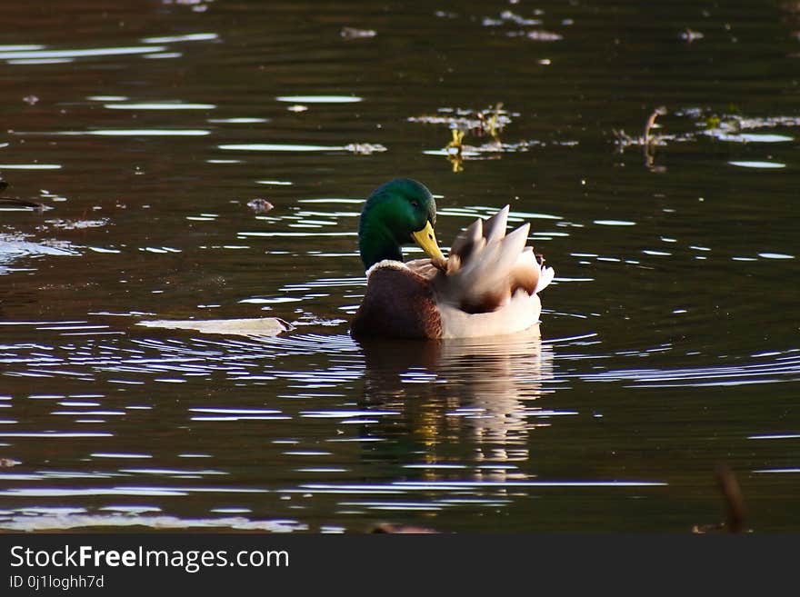 Bird, Water, Duck, Mallard