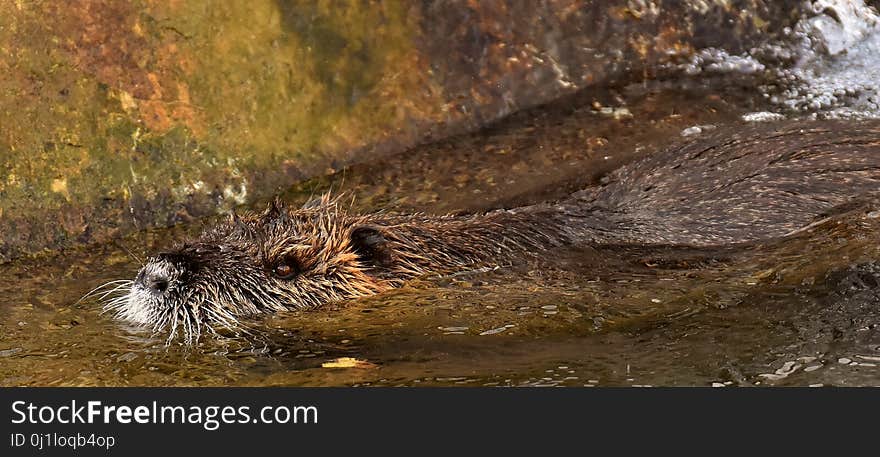 Beaver, Mammal, Fauna, Otter