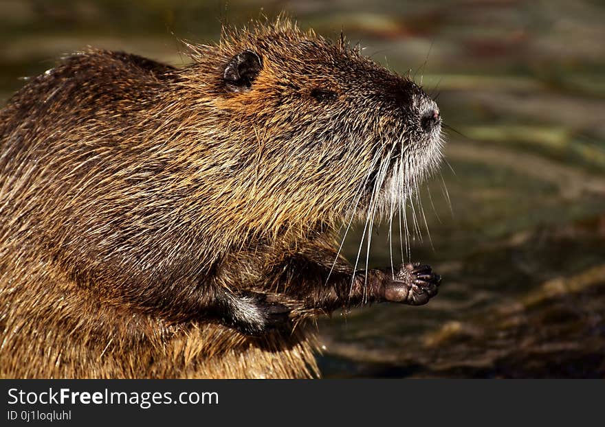 Beaver, Fauna, Mammal, Muskrat