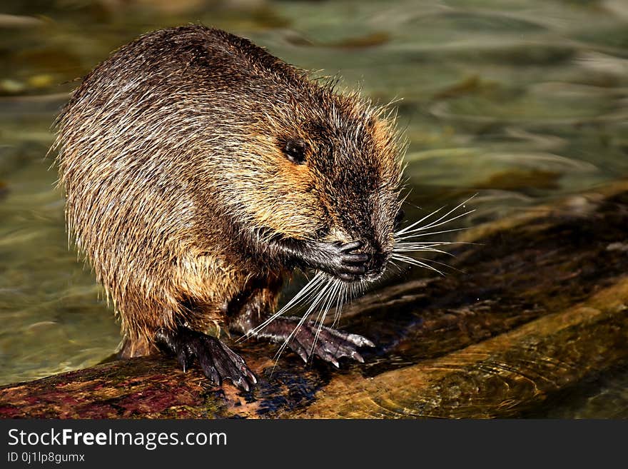 Muskrat, Beaver, Fauna, Mammal