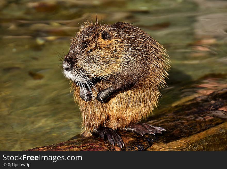 Beaver, Muskrat, Mammal, Fauna