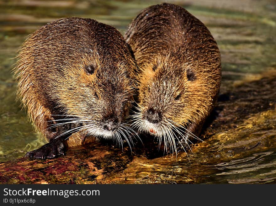 Beaver, Muskrat, Fauna, Mammal