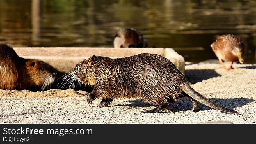 Fauna, Mammal, Beaver, Rodent