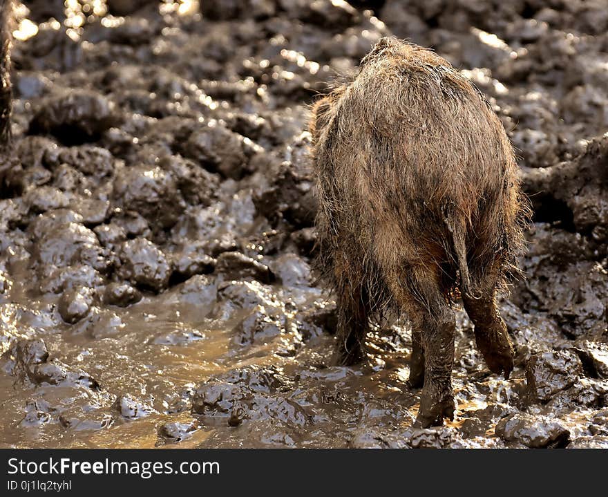 Mammal, Fauna, Wildlife, Wild Boar