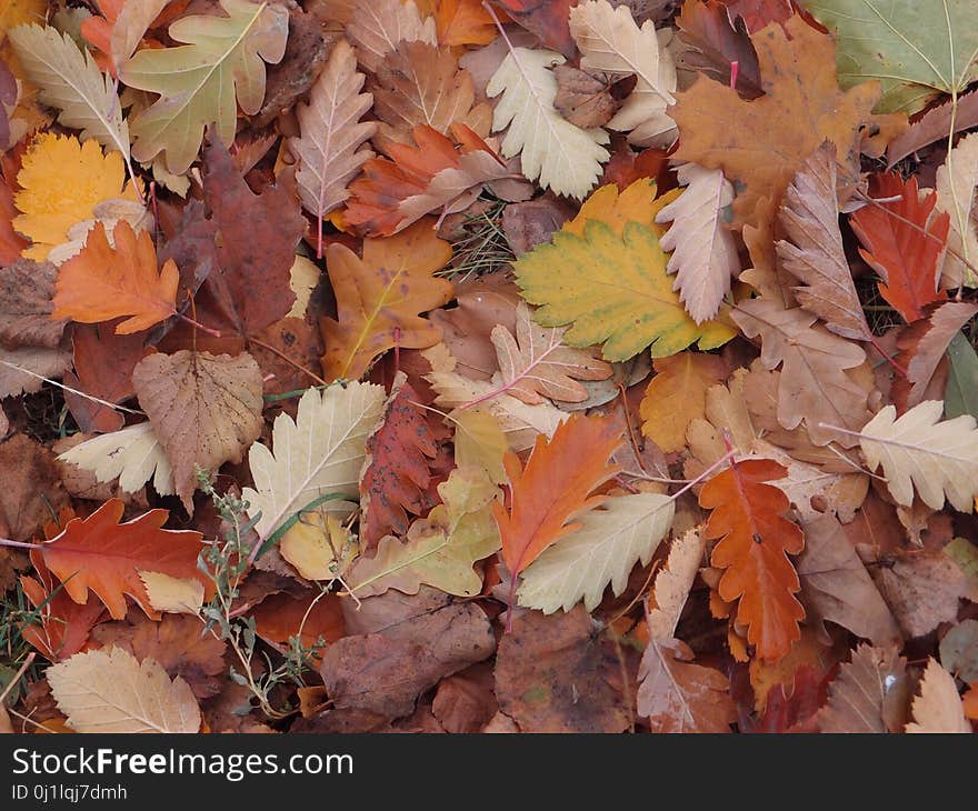 Leaf, Autumn, Deciduous, Plant