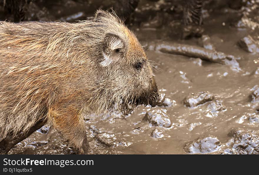 Mammal, Fauna, Wildlife, Wild Boar