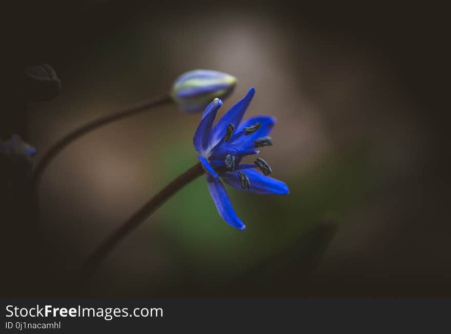 Simple blue blossoming flower detail. Simple blue blossoming flower detail