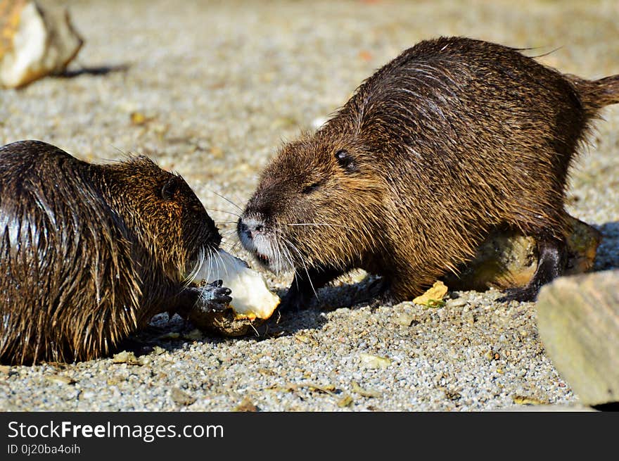 Beaver, Fauna, Mammal, Muskrat