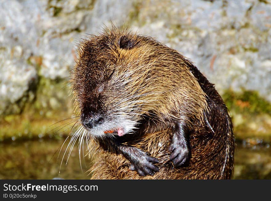 Fauna, Beaver, Mammal, Muskrat