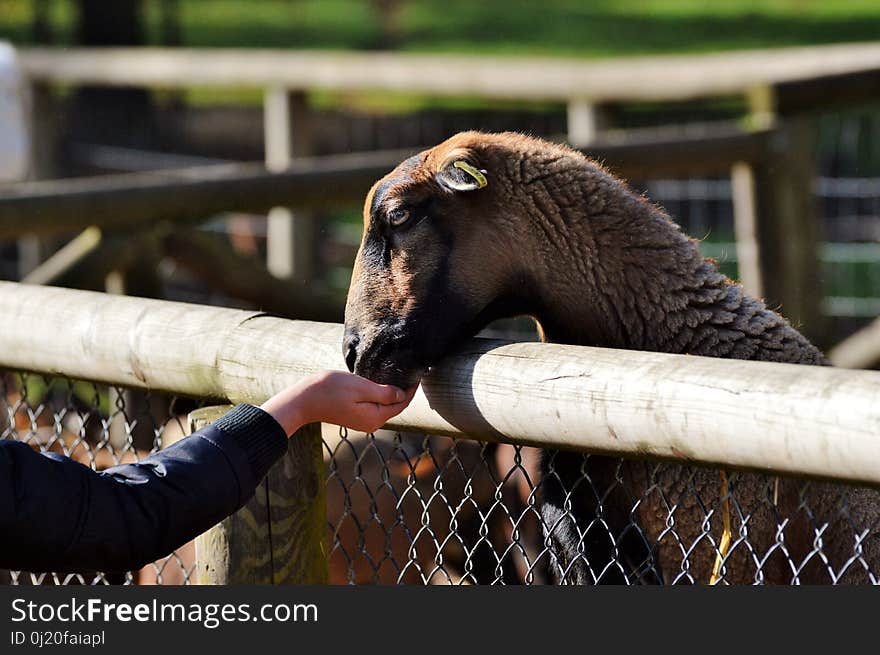 Fauna, Sheep, Zoo, Horn