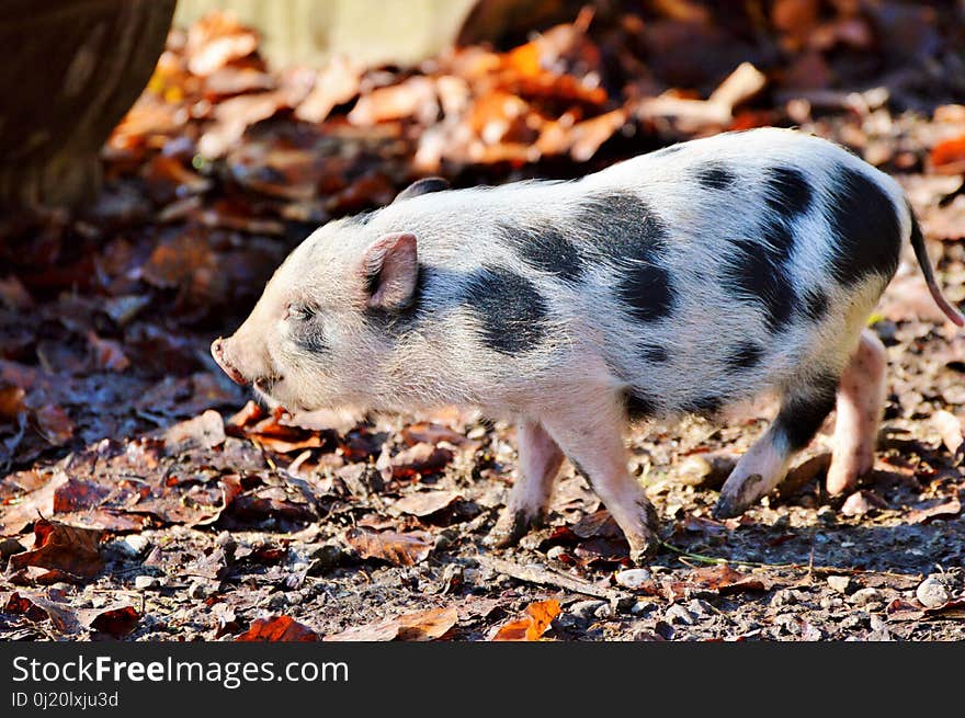 Pig Like Mammal, Pig, Fauna, Domestic Pig