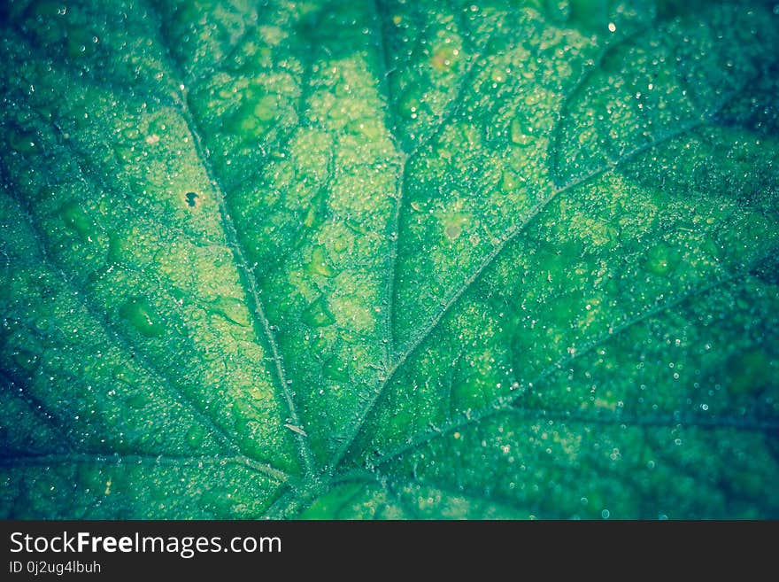 Big green cucumber leaf in drops of water, filtered background. Big green cucumber leaf in drops of water, filtered background.