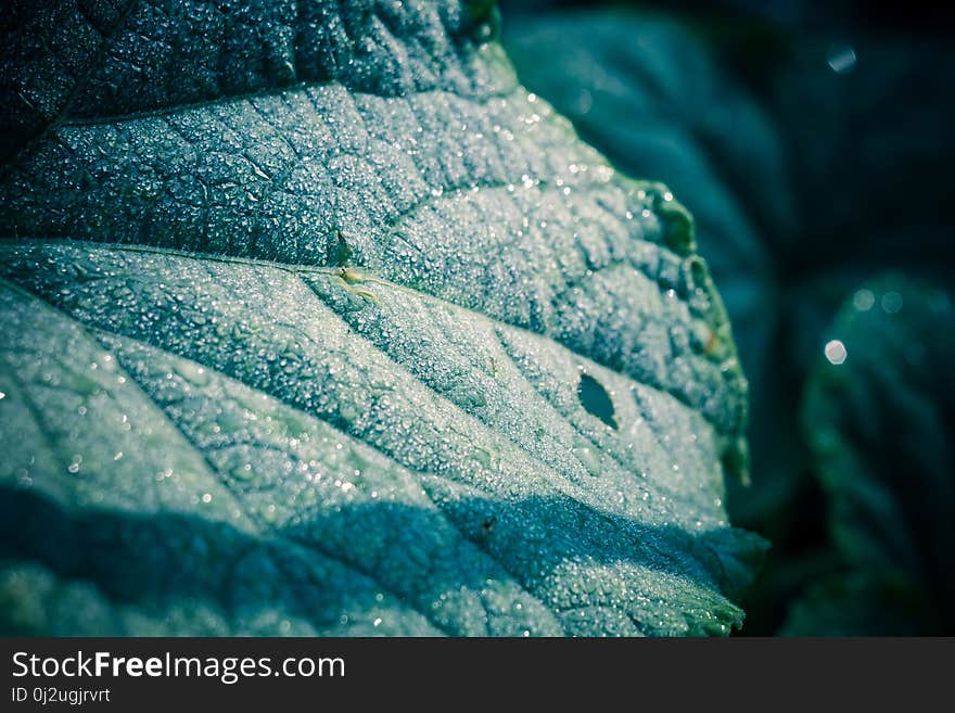 Big green cucumber leaf in drops of water, filtered background. Big green cucumber leaf in drops of water, filtered background.