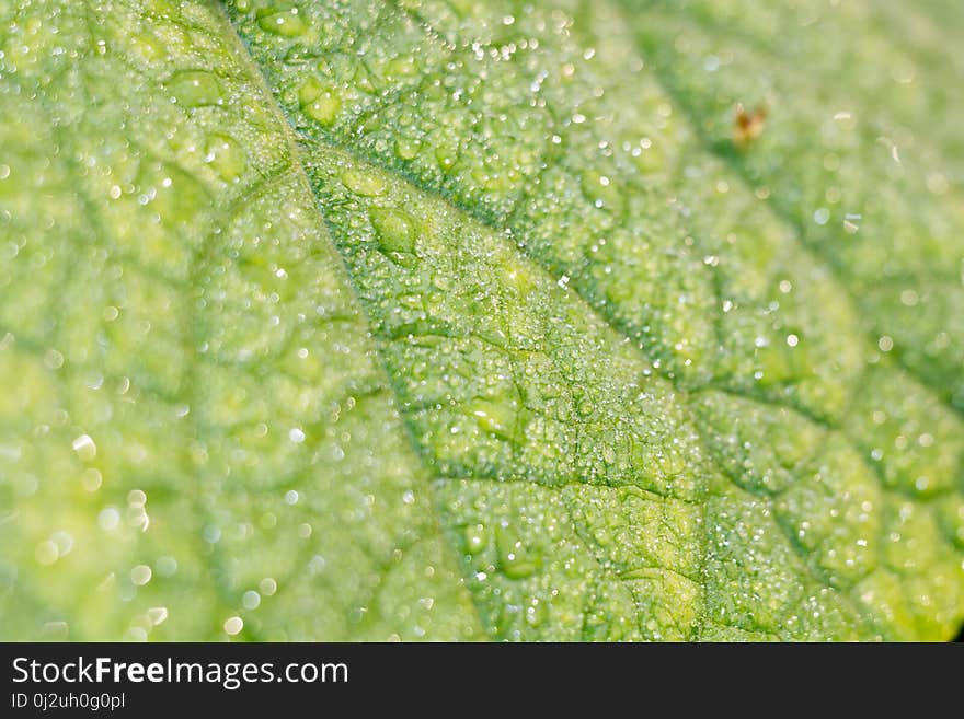 Big green cucumber leaf in drops of water. Big green cucumber leaf in drops of water.