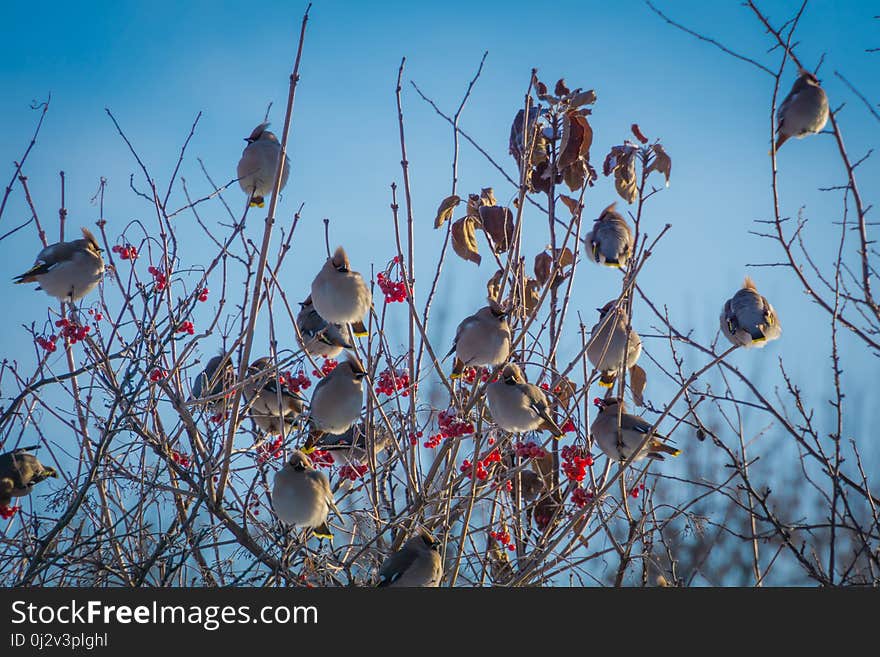 Waxwings on Winter Tree