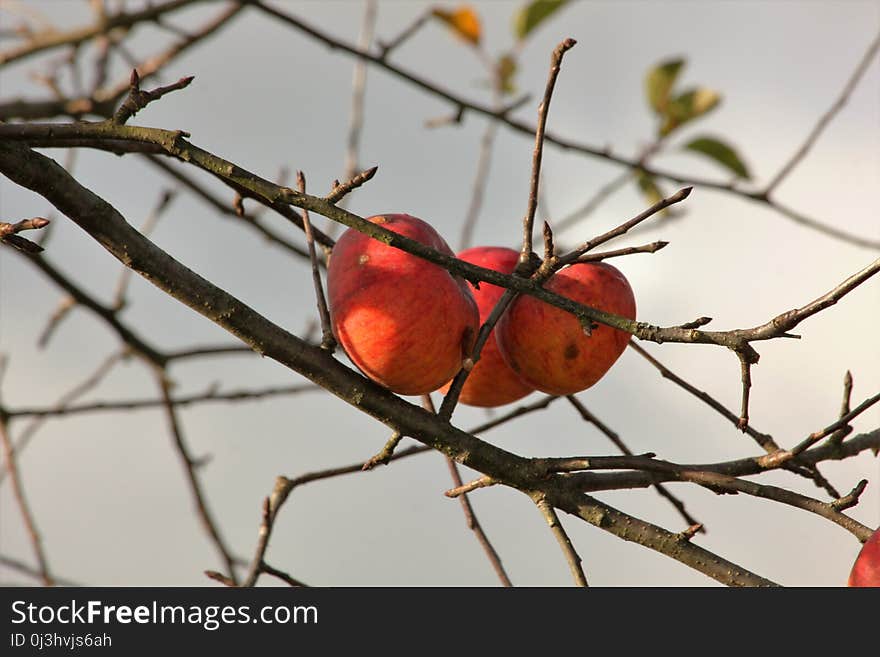 Branch, Tree, Twig, Fruit