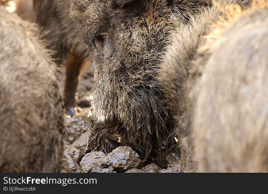 Mammal, Wild Boar, Fauna, Pig Like Mammal