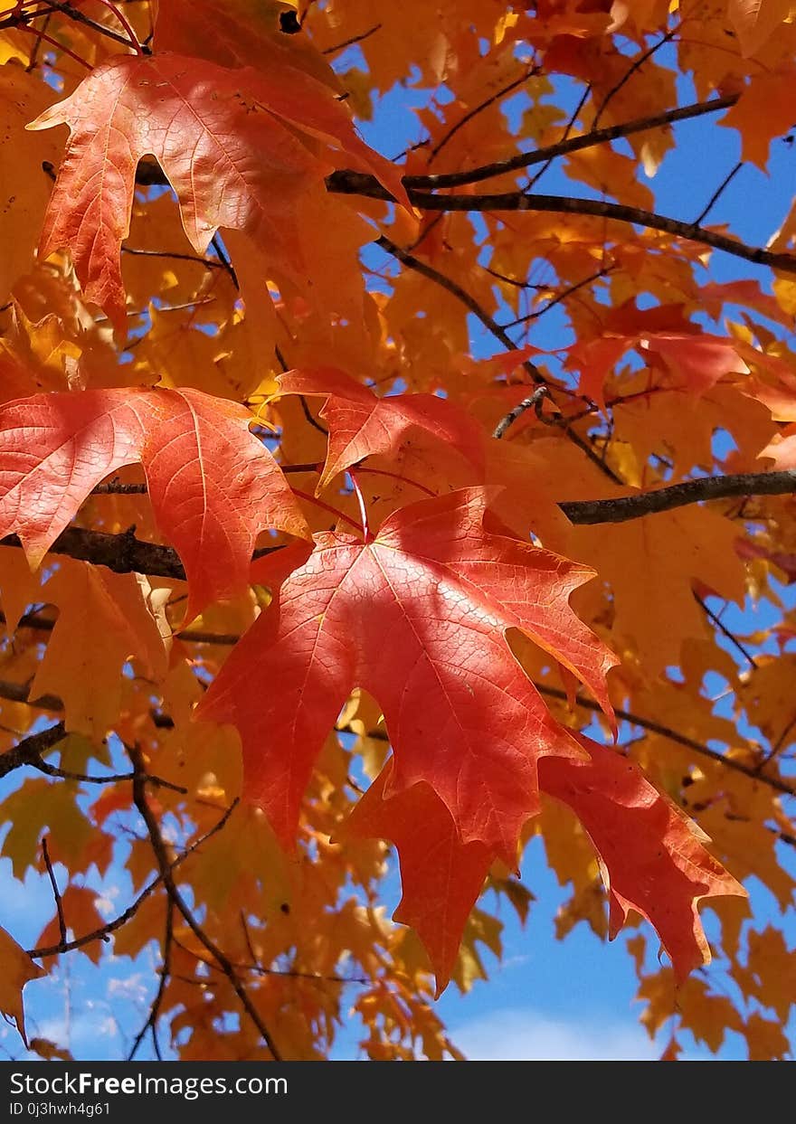 Maple Leaf, Leaf, Autumn, Tree