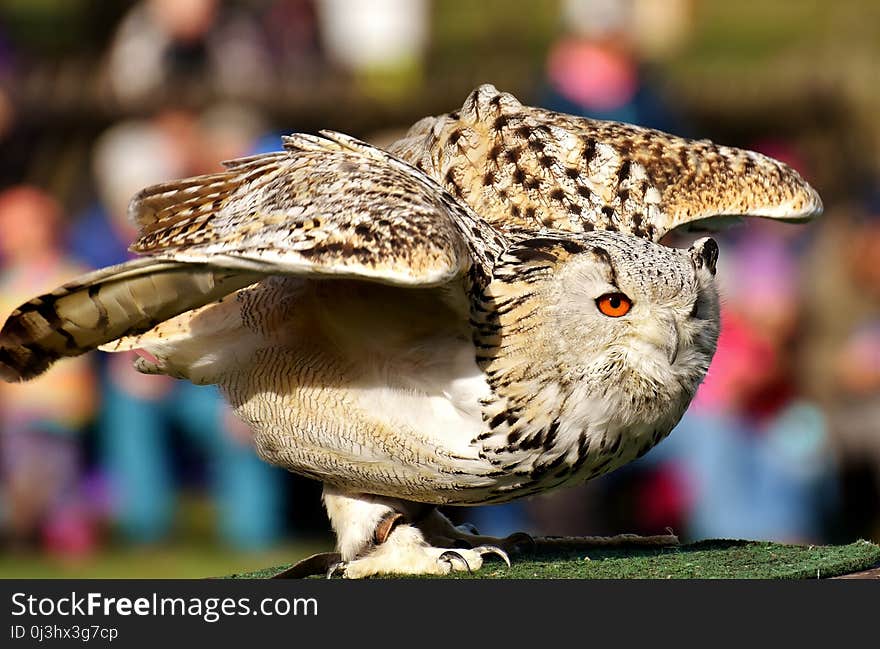 Beak, Bird, Owl, Bird Of Prey