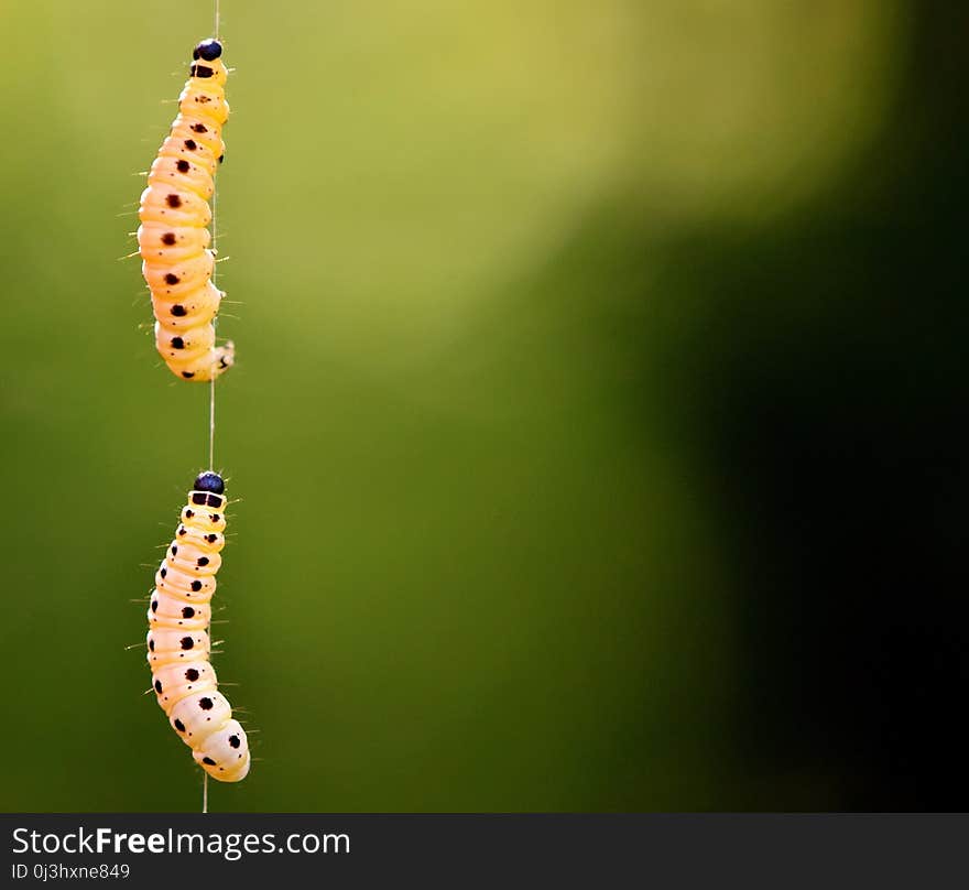 Insect, Caterpillar, Macro Photography, Larva