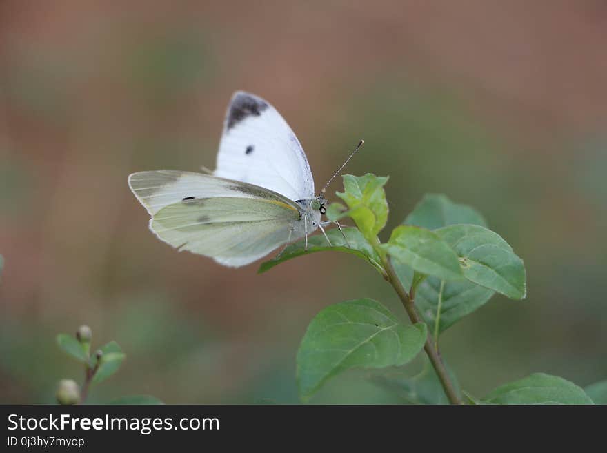 Butterfly, Moths And Butterflies, Insect, Lycaenid