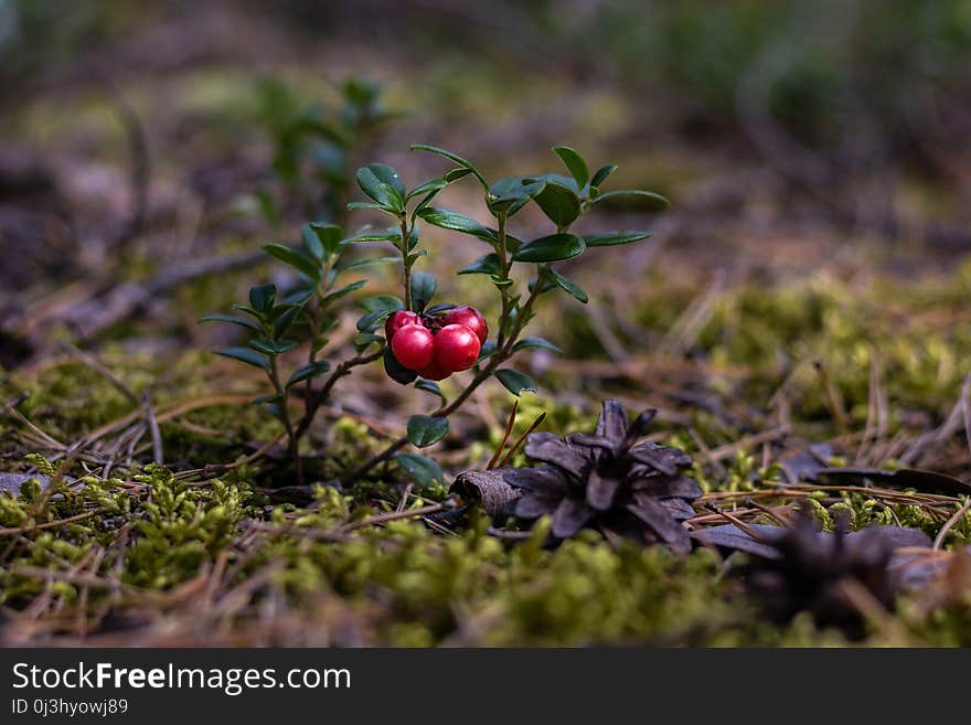 Vegetation, Plant, Flora, Berry