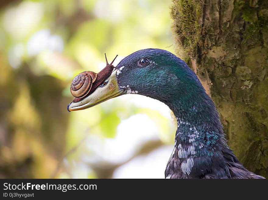 Beak, Bird, Fauna, Close Up