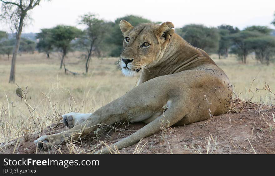 Wildlife, Lion, Terrestrial Animal, Masai Lion