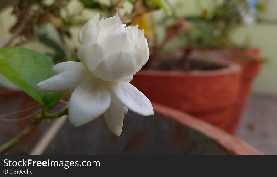 Flower, Plant, White, Flowering Plant