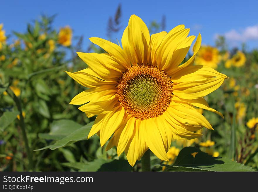 Flower, Sunflower, Yellow, Sunflower Seed