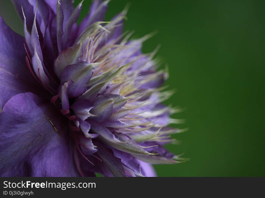 Flower, Purple, Close Up, Wildflower