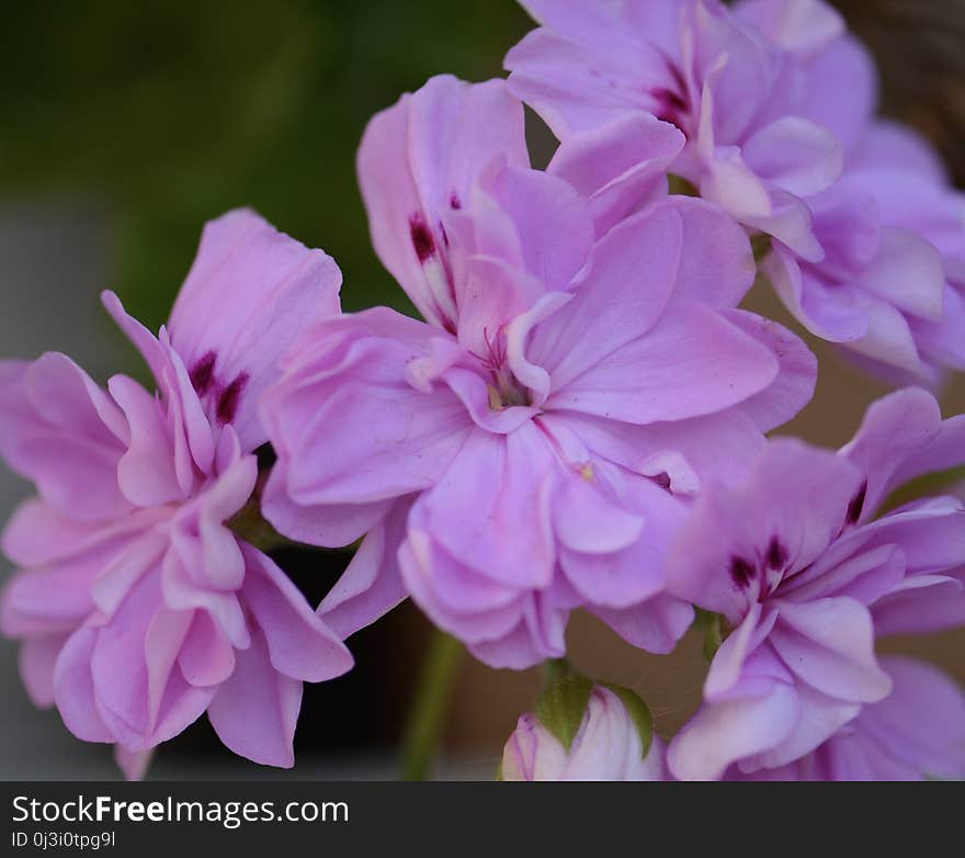 Flower, Lilac, Pink, Plant