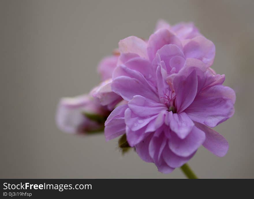 Flower, Pink, Blossom, Flora