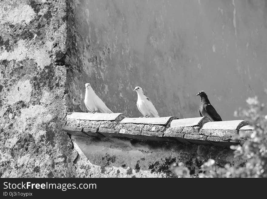 Black And White, Monochrome Photography, Bird, Photography