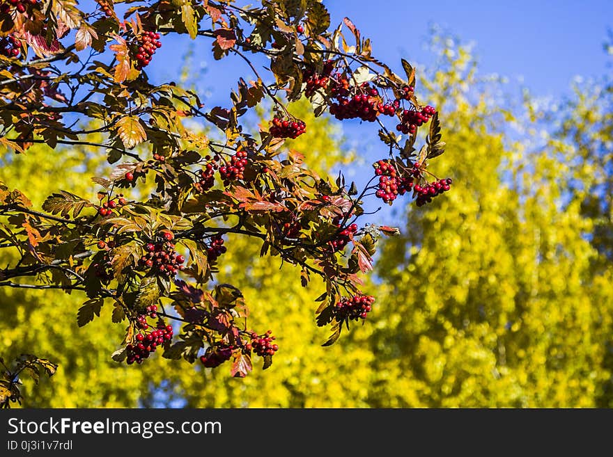 Plant, Flora, Tree, Branch