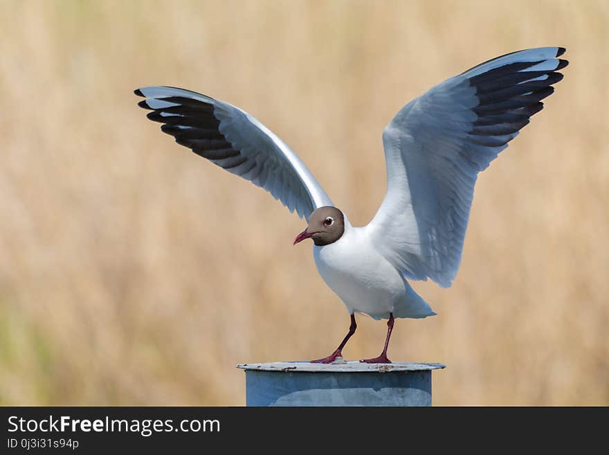 Bird, Fauna, Seabird, Beak