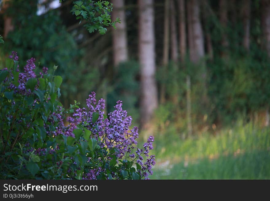 Ecosystem, Flower, Vegetation, Flora