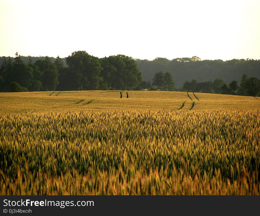 Field, Crop, Agriculture, Grass Family