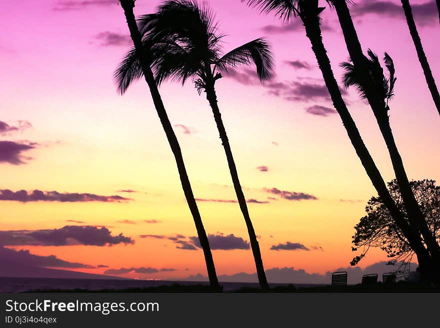 Sky, Palm Tree, Sunset, Arecales