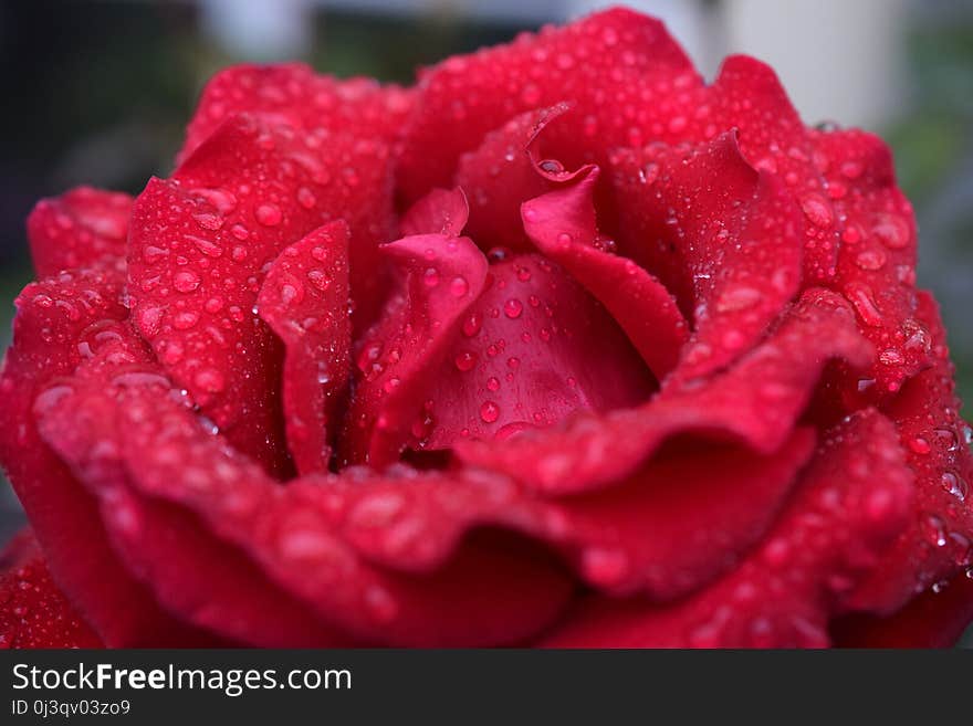 Rose, Red, Flower, Garden Roses