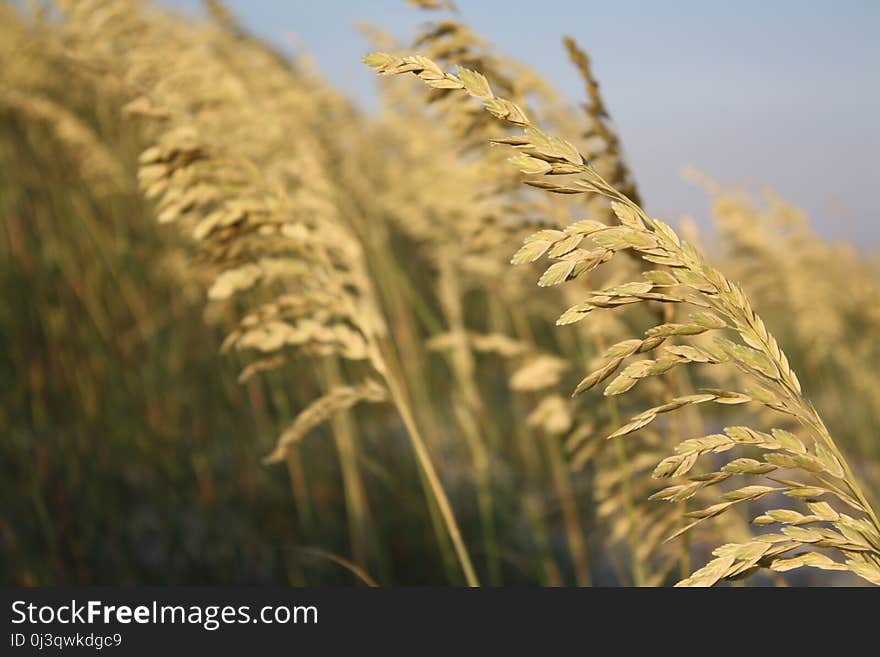 Wheat, Food Grain, Grass Family, Grain