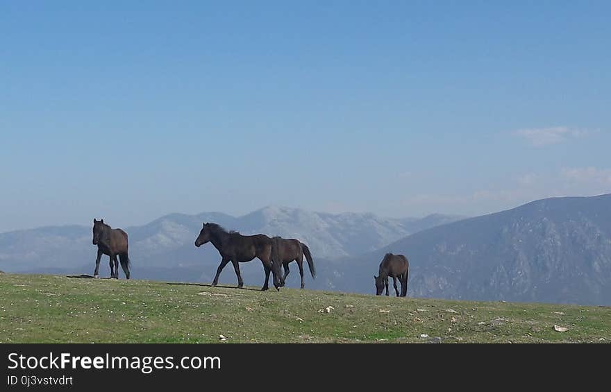 Grassland, Pasture, Ecosystem, Grazing