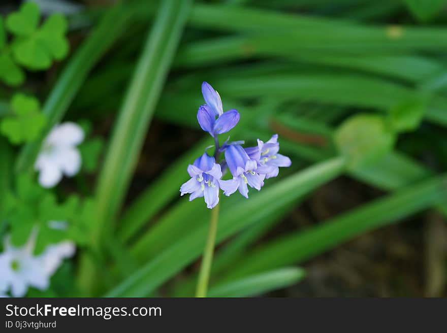 Flower, Plant, Flora, Flowering Plant