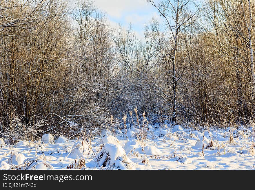 Winter Frosty Sunny Landscape