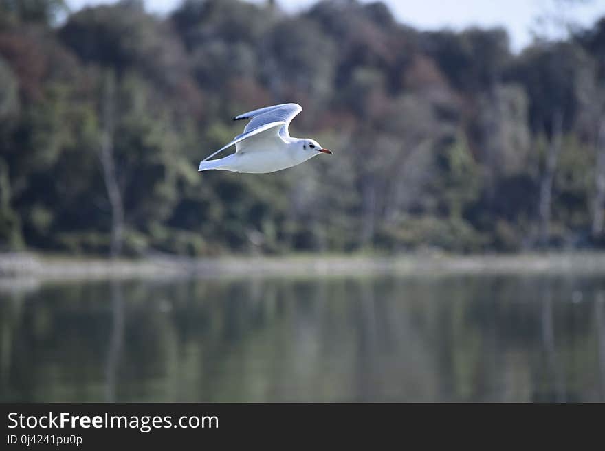 Bird, Ecosystem, Seabird, Water