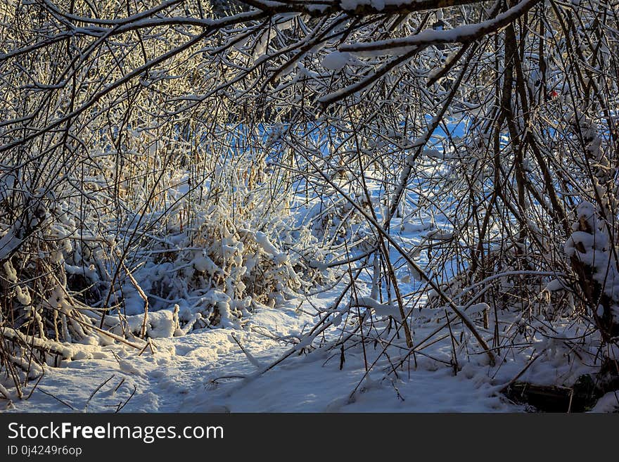 Winter Frosty Sunny Landscape