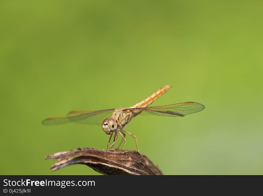 Dragonfly, Insect, Dragonflies And Damseflies, Damselfly