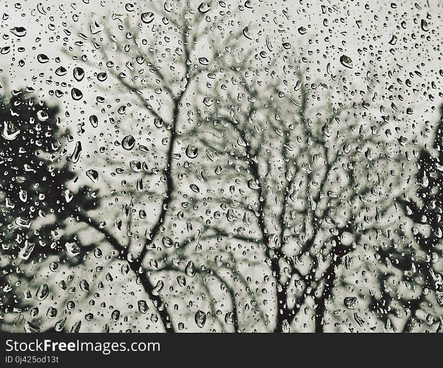 Water, Tree, Black And White, Branch